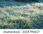 Morning Frost in the UK Low to Ground (British winter morning with sun shining on frost on the grass)                               