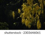 Small photo of Dok-Koon is the name of Yellow Flower meaning of multiply,Cassia fistula flower of Thailand, Golden Shower flower blooming in summer.blossom blooming on the tree with nature blurred background.