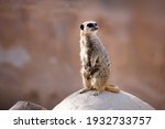 Meerkat standing on a Stone with room for copy