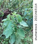 Small photo of Green hairy leaf on tree of Mesosphaerum suaveolens, synonym Hyptis suaveolens, the pignut or chan