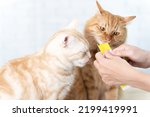 Small photo of Cute cat licking cat snacks.