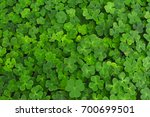 Large green clover field in forest