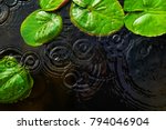 Top View Of Green Lotus Leaves...