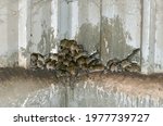Small photo of Tullamore, NSW, Australia. May 2021. Mice swarming in a shed at Tullamore in central NSW