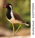 Small photo of A close up of RED WATTLED LAPWING is an Asian lapwing or large plover, a wader in the family Charadriidae. Like other lapwings they are ground birds that are incapable of perching. Shot on 20.01.2020