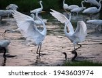 Great White Egrets Fighting For ...