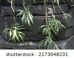 Small photo of Variegated spider plant (Chlorophytum comosum), one of the most recognized and popular houseplants in the world, on stone backdrop. It multiples easily via stems with plantlets and adventitious roots.