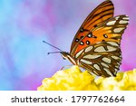 Gulf Fritillary Butterfly Macro ...