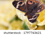 Common Buckeye Butterfly On...