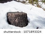 Tree Stump In The Snow