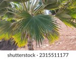 Small photo of Thurston's palm leave (Pritchardia thurstonii), palm tree leave with sunlight