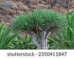 Small photo of Canary Islands dragon tree, (Dracaena draco), with dry vegetation in the background and surrounded by palm fronds