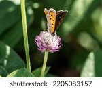 Small photo of Japanese Copper butterfly, Lycaena phlaeas daimio, feeding from a purple amaranth flower along a roadside in Yokohama, Japan.