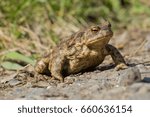Small photo of Old hoptoad on the road during a sunny day