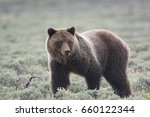 Grizzly Bear  Ursus Arctos...