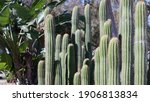 Cactus Succulent Plant ...