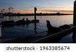 Sea Lion Rookery  Pier In...