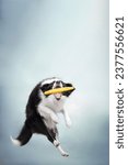 Small photo of clever black and white border collie dog catching yellow frisbee on blue background sky