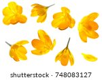 Crocus yellow flower isolated...