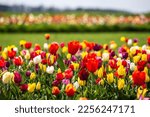 Field of colorful tulips red...