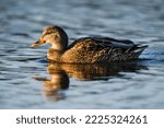 Image Of A Mallard Female Duck