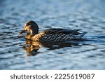 Image Of A Mallard Female Duck