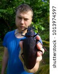 Small photo of Kaw/French Guiana - 27.01.2015: A male scientist compared to the largest beetle in the world, Titanus giganteus! Body length of the specimen he is holding is about 16 centimeters.