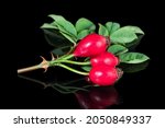 Sweet ripe rosehip fruits on beautiful briar twig with reflection on shiny black background. Rosa canina. Closeup of fresh red rose hips, green leaves or thorns on brier branch in artistic still life.