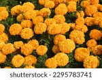 Small photo of marigold flower blossom on the garden, flower yellow and orange marigold flowers for decorate garden