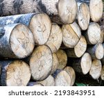 A large pile of alder logs lies in the forest at the logging site. Business selling timber and wood products. Import and export of timber, industry