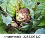 Small photo of Rotting head of cabbage in the garden. Bacterial and fungal infections of cabbage, gray and white rot. Mucous bacteriosis