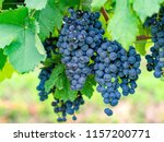 Merlot, grape, beauty in nature