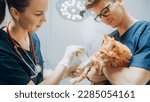 Small photo of Female and Male Veterinarians Treating a Small Wound on a Foreleg of a Maine Coon. Professional Vet in a Modern Veterinary Clinic Wrapping Cat's Paw in White Bandage