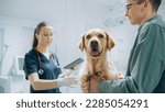 Small photo of Male Dog Parent Brings His Furry Companion to a Contemporary Veterinary Clinic for a Check Up Visit. Golden Retriever Sits on the Examination Table as a Female Veterinarian Looks Over the Pet