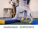 Small photo of Professional dog trainer practicing obedience commands for agility performance. perfect footwork