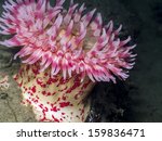 painted anemone  urticina... | Shutterstock . vector #159836471