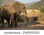 Small photo of african savanna elephants, Loxodonta africana, walking over through the open forest and savanna and eating from the scrubs