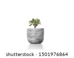 Suculent plant in cement vase pot  isolated on white background vase ornament