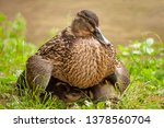 Ducklings Sleeping Under Mother ...