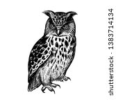 Owl. Realistic Bird Isolated On ...
