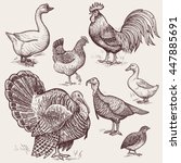 Vector Illustration Set Poultry ...