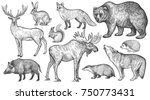 animals of europe set. wolf ... | Shutterstock .eps vector #750773431