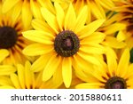 Close Up Of Yellow Flowers Of...