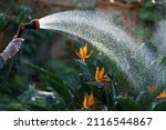 Orangery or greenhouse worker gardener spraying blossoming strelitzia reginae with water. Florist hold watering hose caring of tropical plants growing in winter garden or glasshouse, botanical garden