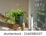 Closeup of woman gardener taking care about Ficus Pumila plant at home, holding houseplant in ceramic planter and touching green leaves, sunlight. Greenery at home, love for plants, hobby concept 