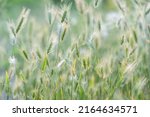 Small photo of Closeup of ears of wild cereal crops at daylight sway in wind, selective soft focus. Summer landscape, blurred background. Sunlit decorative green grass. Low DOF