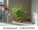 Woman spraying creeping fig Ficus Pumila houseplant in ceramic pot, using sprayer, moisturizes air surround leaves during hot summer season. Sunlight. Greenery at home. Plant care, hobby. 