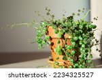 Closeup of Peperomia Prostrata string of turtles houseplant in terracotta flower pot at home over grey wall. Trendy unpretentious plant, hobby concept. Selective soft focus