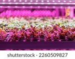 Small photo of Seedlings of chard growing in hothouse under purple LED light. Hydroponics indoor vegetable plant factory. Greenhouse with agricultural cultures and led lighting equipment. Green salad farm concept.