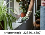 Close up of female hand in rubber glove cleaning dust off window sill, removing dirt from surfaces at home. Woman using cotton cloth to clean windowsill, cleaning apartment